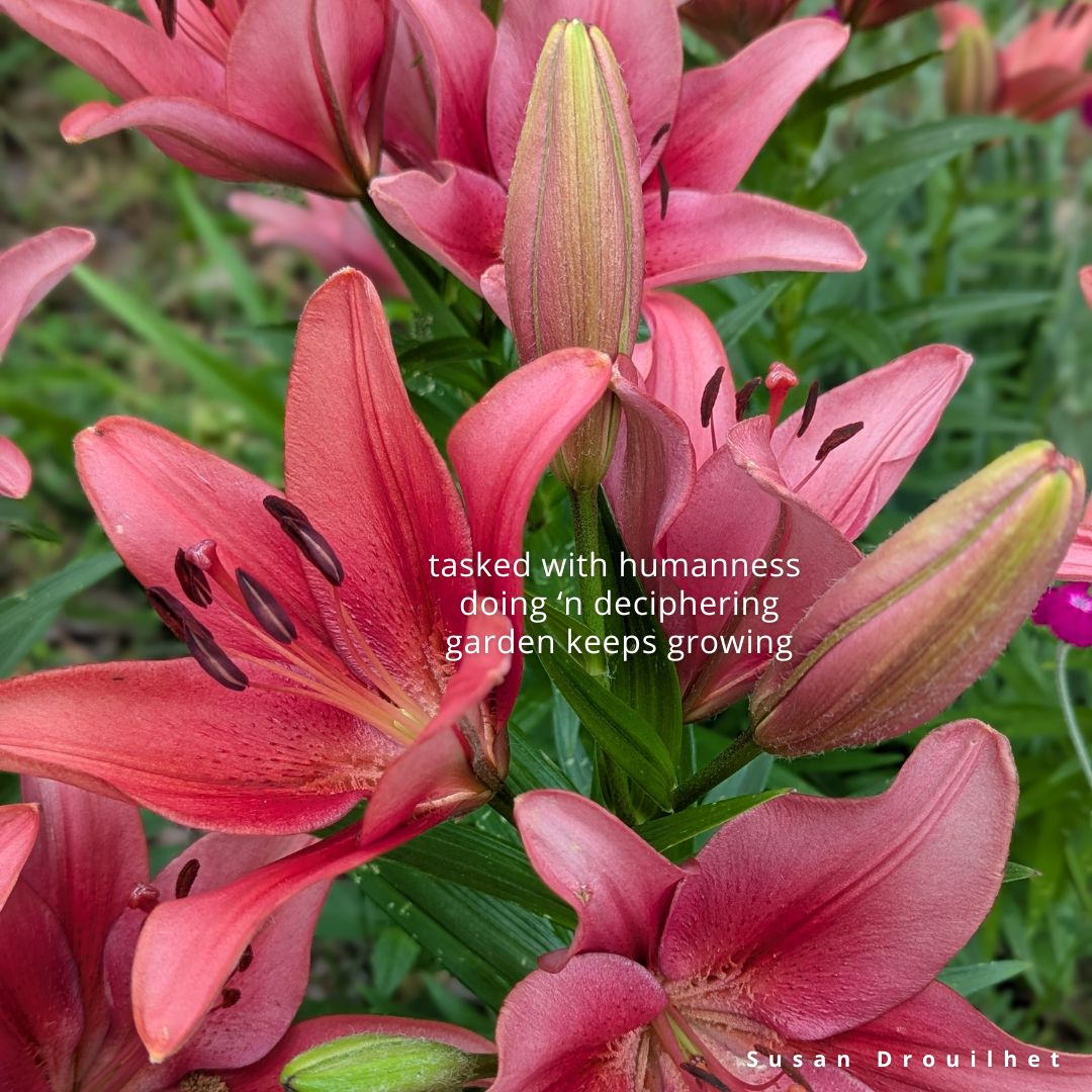 lilies galore 1